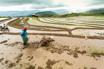 Rice fields on terraced.