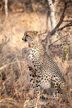 young cheetah sat in the bush
