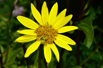 Yellow bush daisy Latin name Euryops pectinatus