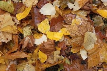 Autumn leaves on the grou