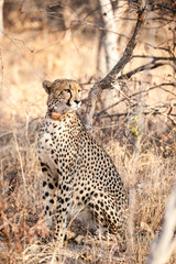 young cheetah sat in the bush