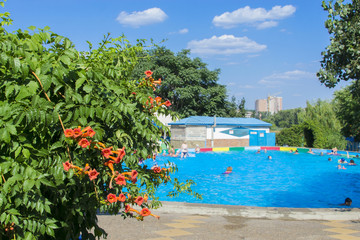 Цветы и бассейн