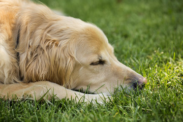 Golden Retriever sleeping on the green grass