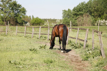 Bay colored stallion grazing in the corral summertime rural scen