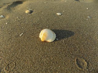 Shell on sandy beach