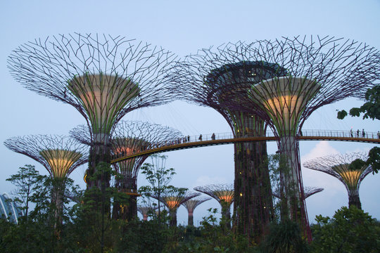 Grove of Supertrees lighted at dusk.Gardens by the Bay,Singapore