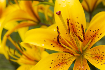 Fototapeta premium Yellow lily flowers.