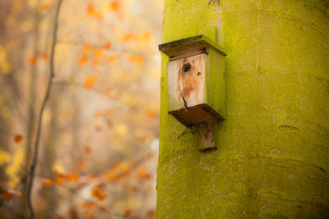birdhouse on the tree in forest
