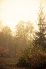 Trees in autumn park foggy day