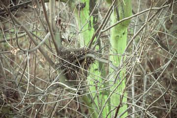 Bird nest empty in forest