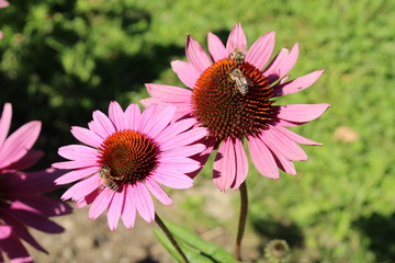 "Eastern Purple Coneflower" (or Echinacea) in Innsbruck, Austria. Its scientific name is Echinacea Purpurea, native to USA. (See my other flowers)