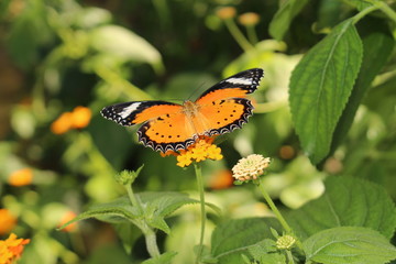 Orange, white and black 