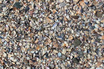 Sea shells on a beach