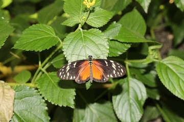 "Tiger Longwing" butterfly (or Hecale Longwing, Golden Longwing, Golden Heliconian) in Innsbruck, Austria. Heliconius Hecale, native to Mexico, Peru and Costa Rica. (No Photoshop)