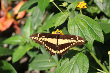 Yellow striped black and tailed "King Swallowtail" butterfly (or Thoas Swallowtail) in Innsbruck, Austria. Heraclides Thoas (or Papilio Thoas), native to south and central America. (No Photoshop)
