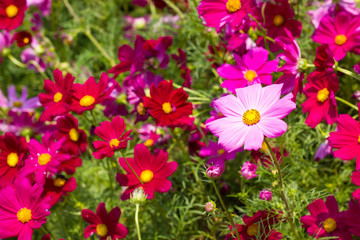Colorful cosmos flower in nature