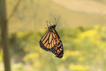 Orange, black and white 