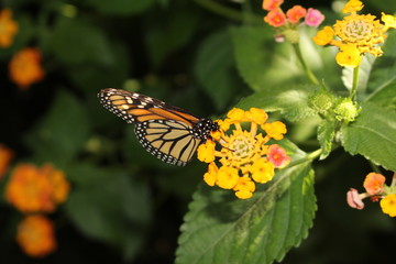 Orange, black and white 
