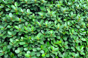 Green leaves wall background