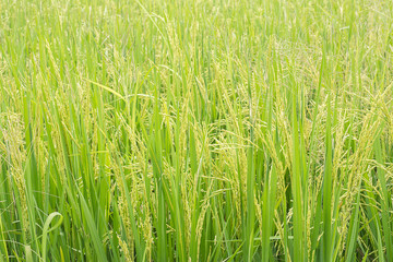 Fototapeta premium Green rice field.