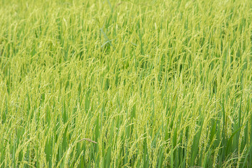 Green rice field.
