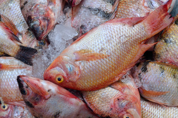 Fresh fishes in a market