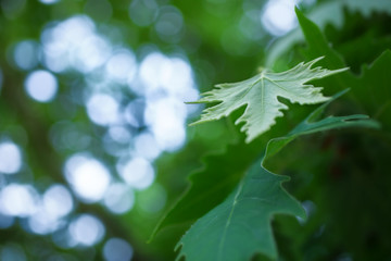 Green sycamore leaves