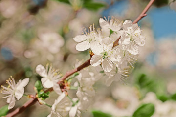Apple tree branch with flowers
