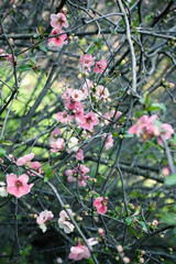 Branches of cherry blossoms