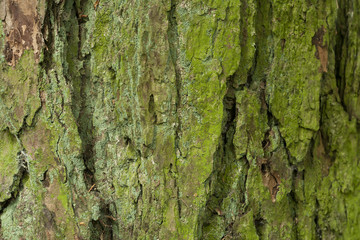 tree bark background