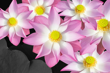 Bloom Lotus