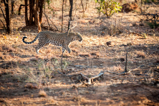 male leopard walking through the bush