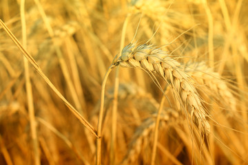 wheat closeup
