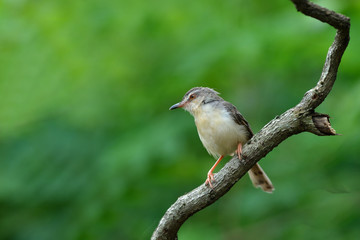Bird , Thailand