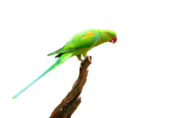 Bird (Rose-ringed Parakeet) isolated on white background