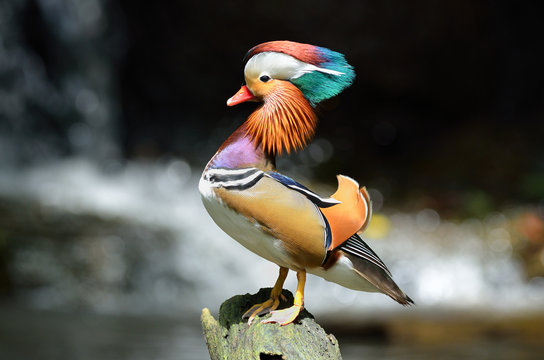 Mandarin duck