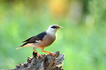 Bird (Vinous - breasted Starling) , Thailand