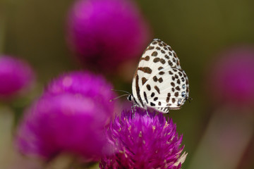 Butterfly (Common Pierrot) , Thailand