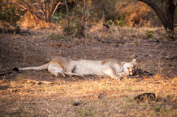female lion resting