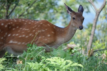 Deer