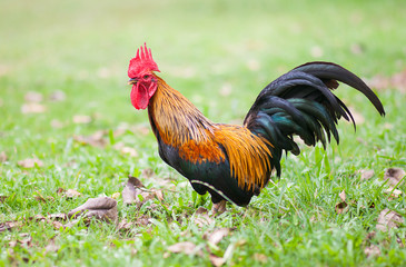 chicken in green field 