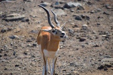 Blackbuck