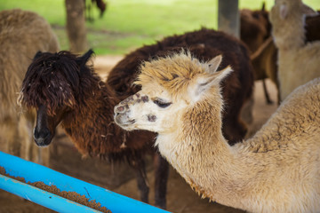 Funny Alpaca living in the farm ,Thailand.