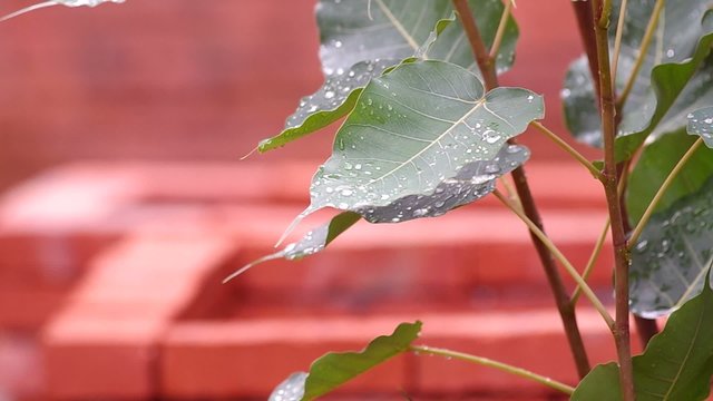 rain drops on pipal leafs with gently wind