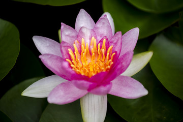 beautiful pink waterlily or lotus flower in pond.