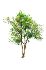 Obraz premium Tree isolated on white background
