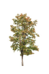 Tree isolated on white background