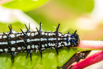 color butterfly worm