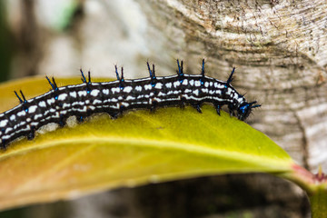 color butterfly worm