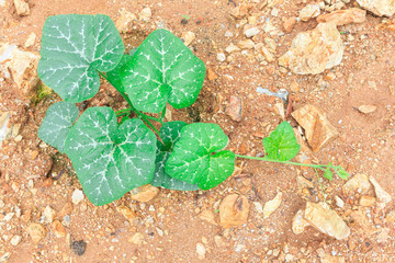 Pumpkin plant, Top view